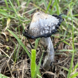 Coprinus comatus at Higgins, ACT - 11 Jun 2023 03:07 PM