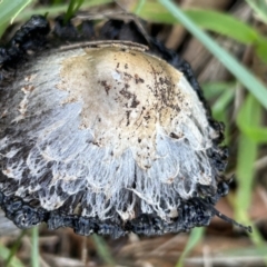 Coprinus comatus at Higgins, ACT - 11 Jun 2023 03:07 PM