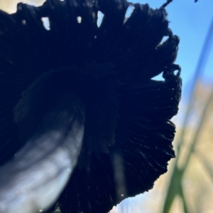 Coprinus comatus at Higgins, ACT - 11 Jun 2023 03:07 PM