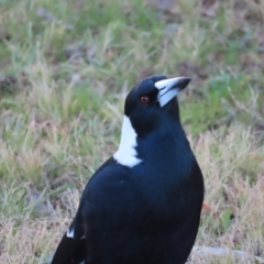 Gymnorhina tibicen (Australian Magpie) at Greenway, ACT - 11 Jun 2023 by MatthewFrawley