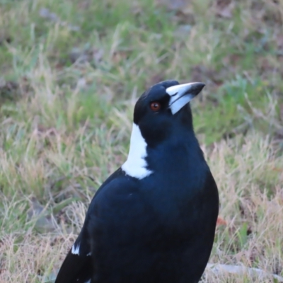 Gymnorhina tibicen (Australian Magpie) at Greenway, ACT - 11 Jun 2023 by MatthewFrawley