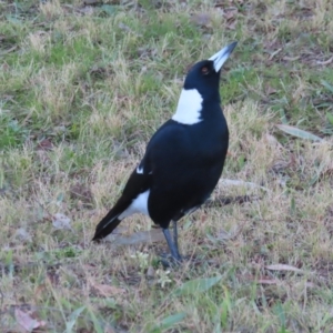 Gymnorhina tibicen at Greenway, ACT - 11 Jun 2023