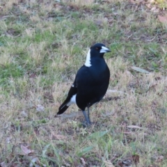 Gymnorhina tibicen at Greenway, ACT - 11 Jun 2023