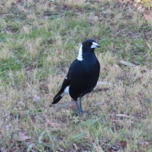 Gymnorhina tibicen at Greenway, ACT - 11 Jun 2023