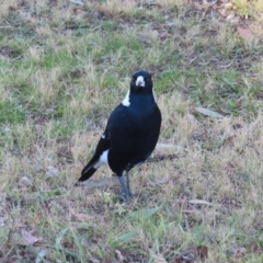 Gymnorhina tibicen at Greenway, ACT - 11 Jun 2023 02:40 PM