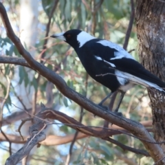 Gymnorhina tibicen at Greenway, ACT - 11 Jun 2023 02:40 PM