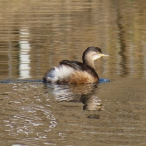 Tachybaptus novaehollandiae at Greenway, ACT - 11 Jun 2023