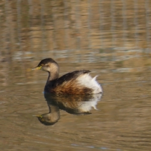 Tachybaptus novaehollandiae at Greenway, ACT - 11 Jun 2023