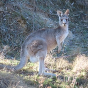 Macropus giganteus at Greenway, ACT - 11 Jun 2023 02:50 PM