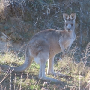 Macropus giganteus at Greenway, ACT - 11 Jun 2023