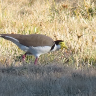 Vanellus miles (Masked Lapwing) at Greenway, ACT - 11 Jun 2023 by MatthewFrawley