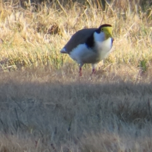 Vanellus miles at Greenway, ACT - 11 Jun 2023