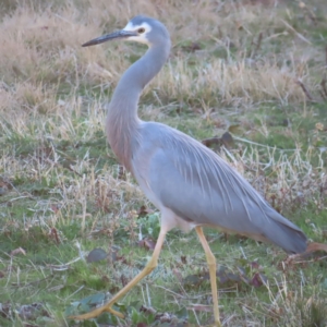 Egretta novaehollandiae at Greenway, ACT - 11 Jun 2023 03:24 PM