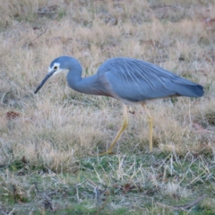 Egretta novaehollandiae at Greenway, ACT - 11 Jun 2023 03:24 PM