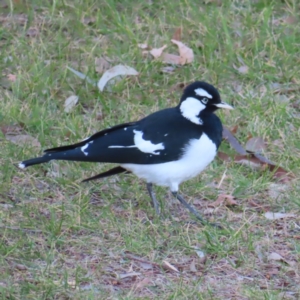 Grallina cyanoleuca at Greenway, ACT - 11 Jun 2023