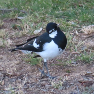 Grallina cyanoleuca at Greenway, ACT - 11 Jun 2023