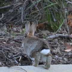 Oryctolagus cuniculus (European Rabbit) at Symonston, ACT - 11 Jun 2023 by RodDeb