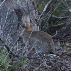 Oryctolagus cuniculus at Symonston, ACT - 11 Jun 2023