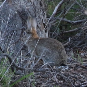 Oryctolagus cuniculus at Symonston, ACT - 11 Jun 2023