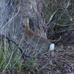 Oryctolagus cuniculus at Symonston, ACT - 11 Jun 2023