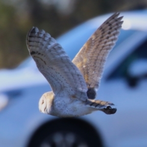 Tyto alba at Jerrabomberra, ACT - 11 Jun 2023