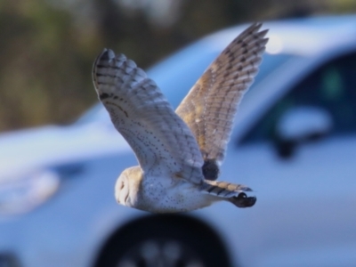 Tyto alba (Barn Owl) at Jerrabomberra, ACT - 11 Jun 2023 by RodDeb