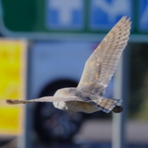 Tyto alba at Jerrabomberra, ACT - 11 Jun 2023 02:56 PM