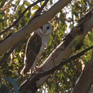 Tyto alba at Jerrabomberra, ACT - 11 Jun 2023