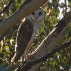 Tyto alba at Jerrabomberra, ACT - 11 Jun 2023 02:56 PM