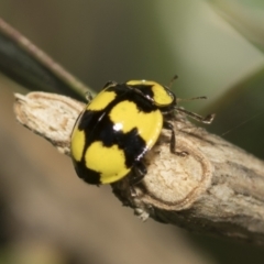 Illeis galbula (Fungus-eating Ladybird) at Higgins, ACT - 1 Jun 2023 by AlisonMilton