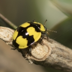 Illeis galbula at Higgins, ACT - 1 Jun 2023 10:44 AM