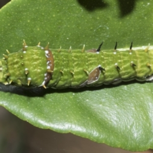 Papilio aegeus at Higgins, ACT - 12 May 2023