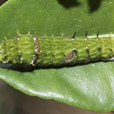 Papilio aegeus (Orchard Swallowtail, Large Citrus Butterfly) at Higgins, ACT - 12 May 2023 by AlisonMilton