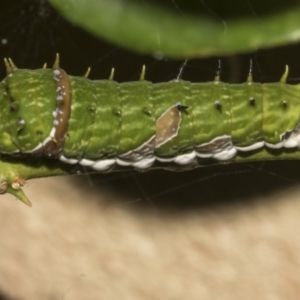 Papilio aegeus at Higgins, ACT - 12 May 2023