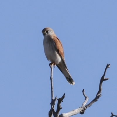 Falco cenchroides (Nankeen Kestrel) at Higgins, ACT - 11 Jun 2023 by AlisonMilton