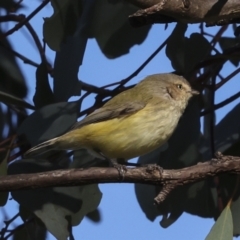 Smicrornis brevirostris (Weebill) at Higgins, ACT - 11 Jun 2023 by AlisonMilton