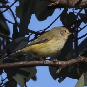 Smicrornis brevirostris at Higgins, ACT - 11 Jun 2023