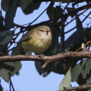 Smicrornis brevirostris at Higgins, ACT - 11 Jun 2023