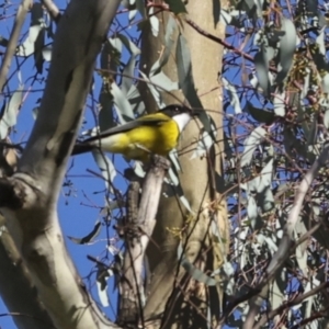 Pachycephala pectoralis at Higgins, ACT - 11 Jun 2023