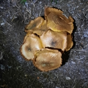 zz agaric (stem; gill colour unknown) at Holt, ACT - 10 Jun 2023 07:41 PM