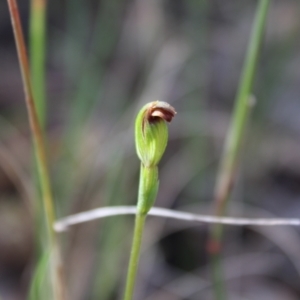 Speculantha rubescens at Acton, ACT - suppressed