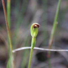 Speculantha rubescens (Blushing Tiny Greenhood) at Black Mountain - 9 Apr 2023 by Tapirlord