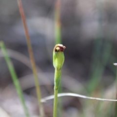 Speculantha rubescens at Acton, ACT - suppressed