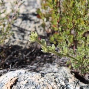 Dampiera fusca at Tennent, ACT - 10 Apr 2023