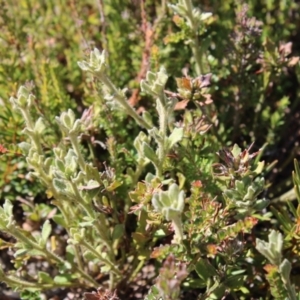 Dampiera fusca at Tennent, ACT - 10 Apr 2023