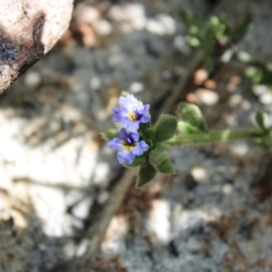 Dampiera fusca at Tennent, ACT - 10 Apr 2023