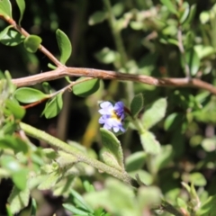 Dampiera fusca at Tennent, ACT - 10 Apr 2023