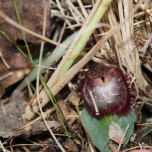 Corysanthes hispida at Tennent, ACT - suppressed