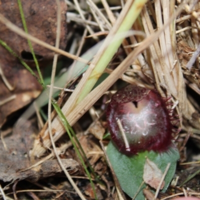 Corysanthes hispida (Bristly Helmet Orchid) at Tennent, ACT - 10 Apr 2023 by Tapirlord