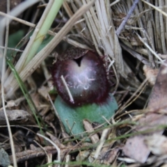 Corysanthes hispida at Tennent, ACT - suppressed